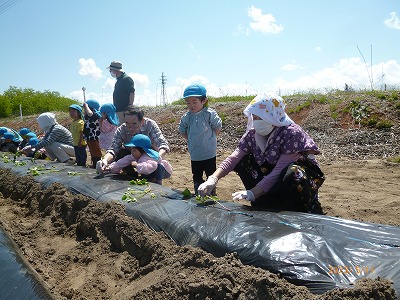 グループホームはまべの里　さつま芋苗植え作業！